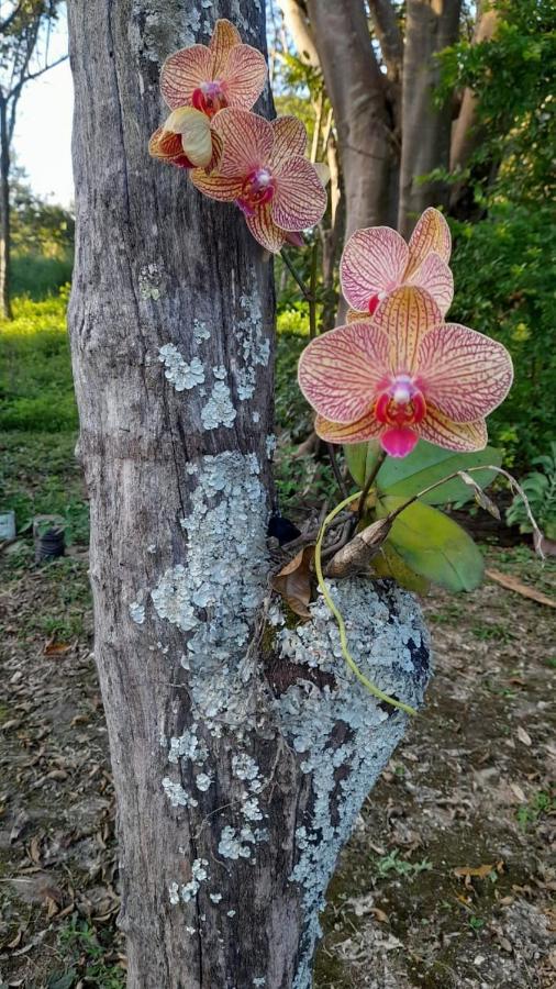 Sitio Sao Benedito Pirenópolis Exteriör bild